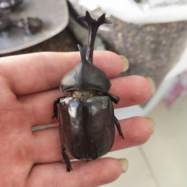 正品独角仙中药材锹甲甲虫独角虫干货包邮昆虫