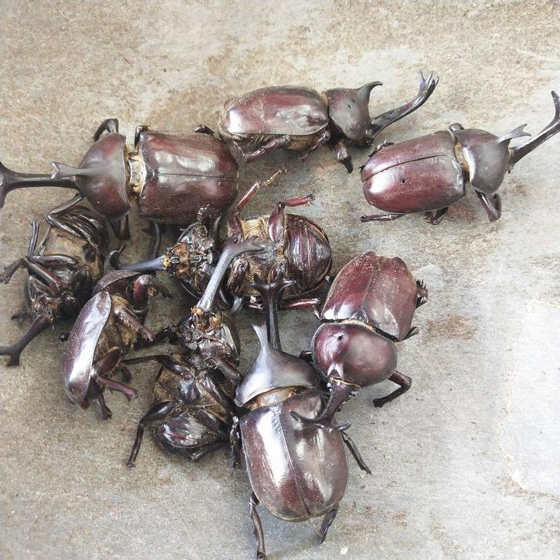 正品独角仙中药材锹甲甲虫独角虫干货包邮昆虫