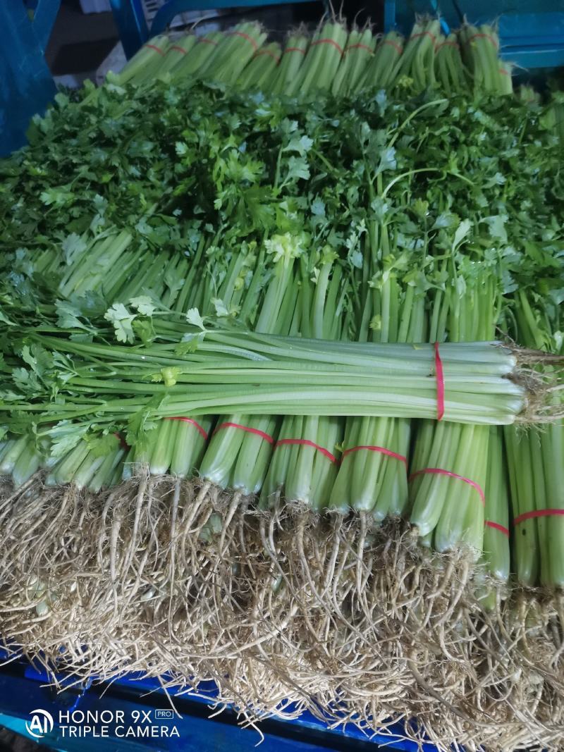 山东芹菜大量供应香芹优质香芹产地批发价格公道