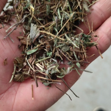 小蛇莓个子片子供应！