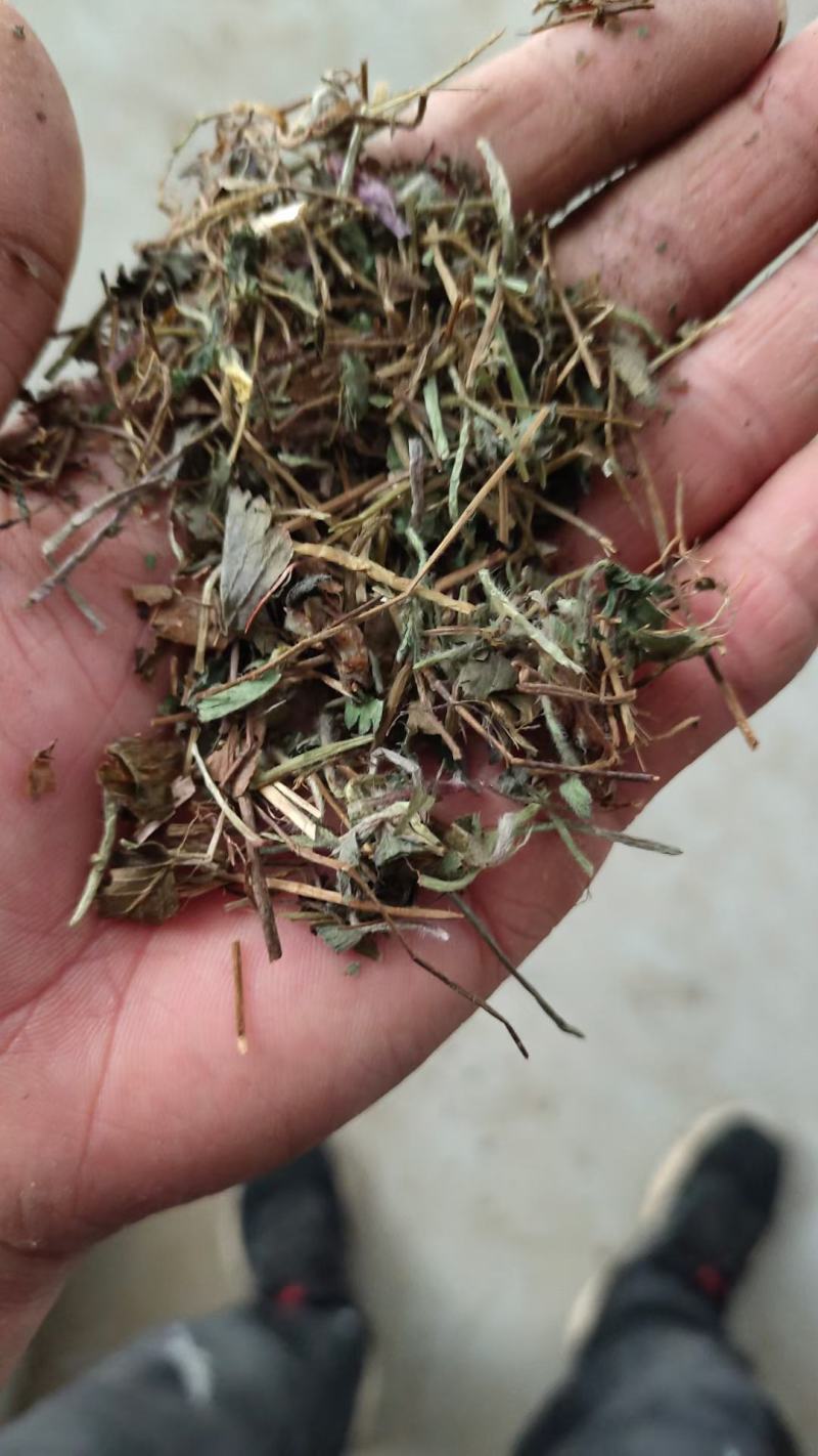 小蛇莓个子片子供应！