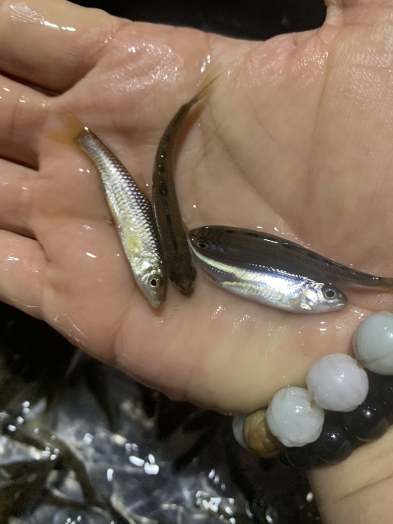 马口鱼苗冷水鲜活阔嘴马口长鳍鱲鱼苗淡水养殖