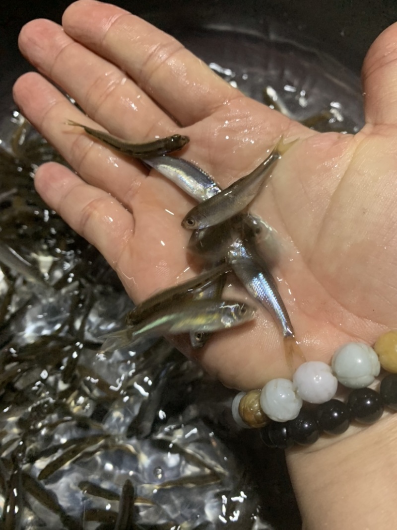 马口鱼苗冷水鲜活阔嘴马口长鳍鱲鱼苗淡水养殖