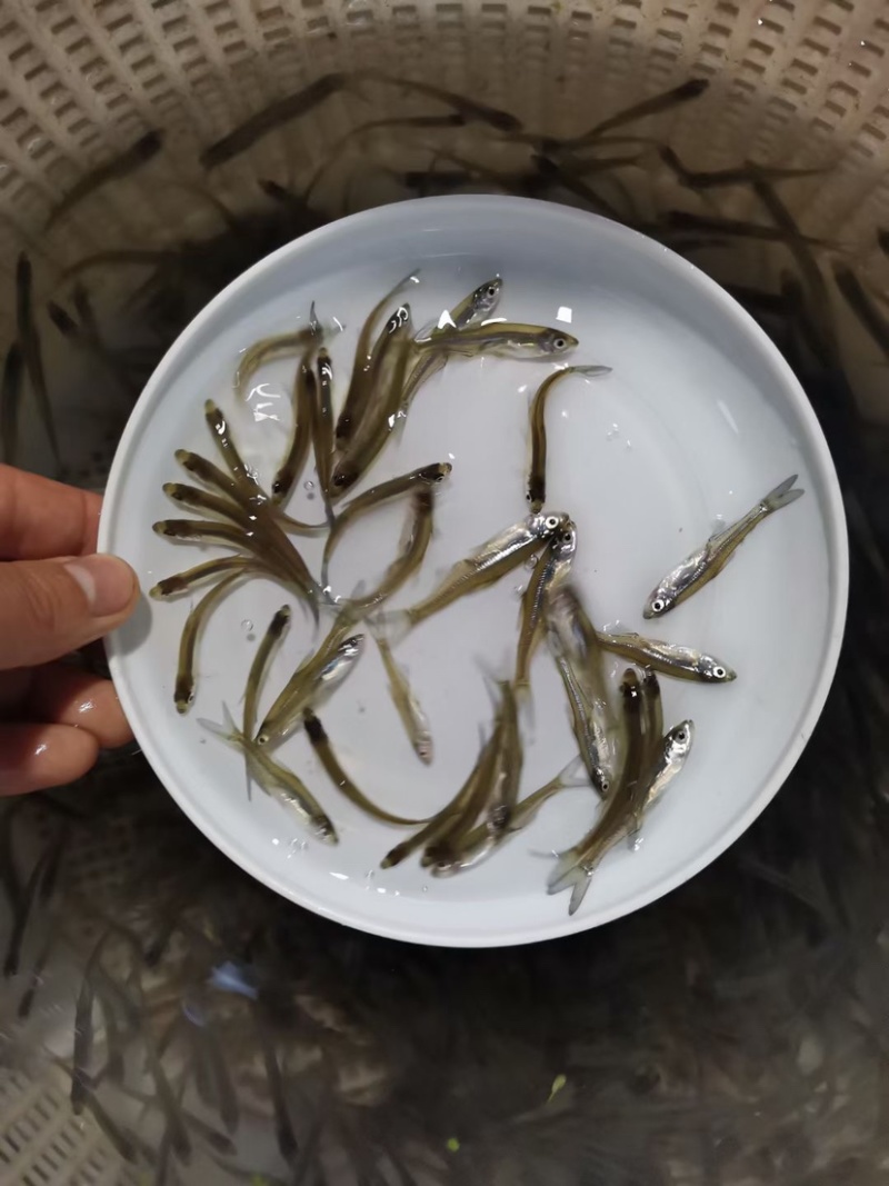 马口鱼苗冷水鲜活阔嘴马口长鳍鱲鱼苗淡水养殖