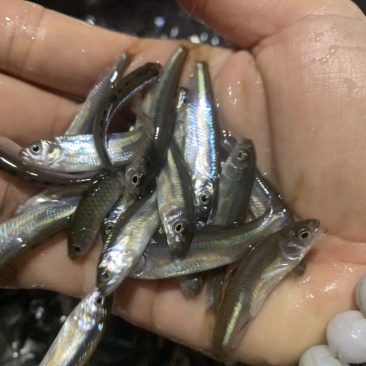 马口鱼苗冷水鲜活阔嘴马口长鳍鱲鱼苗淡水养殖