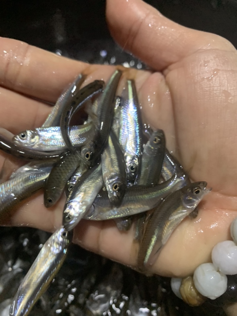 马口鱼苗冷水鲜活阔嘴马口长鳍鱲鱼苗淡水养殖