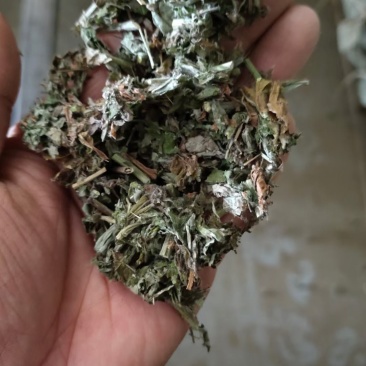 艾草供应！！！！！！！！