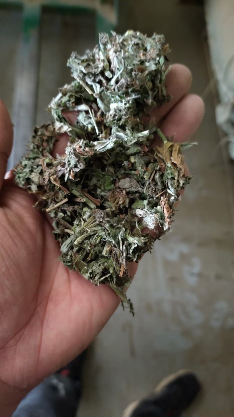 艾草供应！！！！！！！！