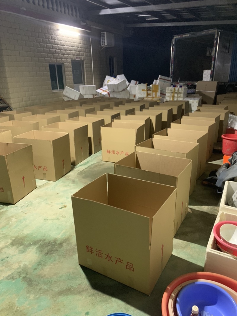 鳗鱼苗欧洲鳗白鳝鱼苗批发广东鱼苗