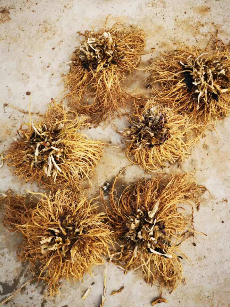 法兰西玉簪进口玉簪量大