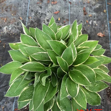 法兰西玉簪进口玉簪量大