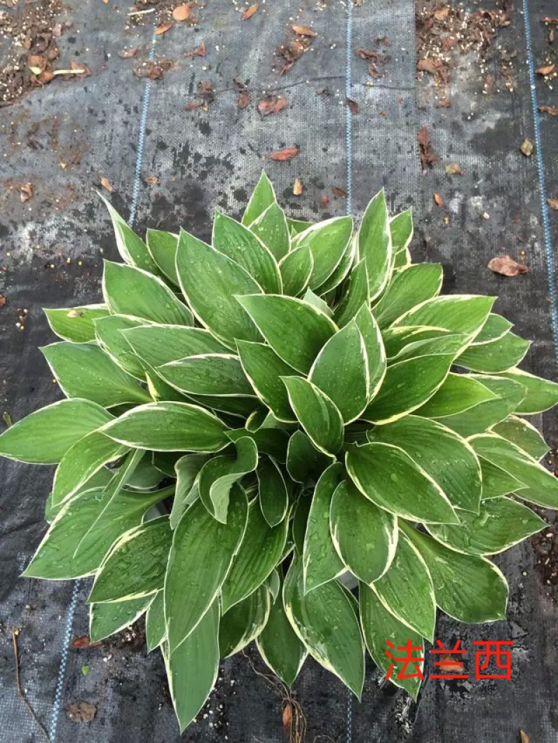 法兰西玉簪进口玉簪量大