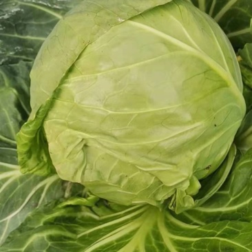 超级好牛心菜0.3元一斤