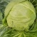 超级好牛心菜0.3元一斤