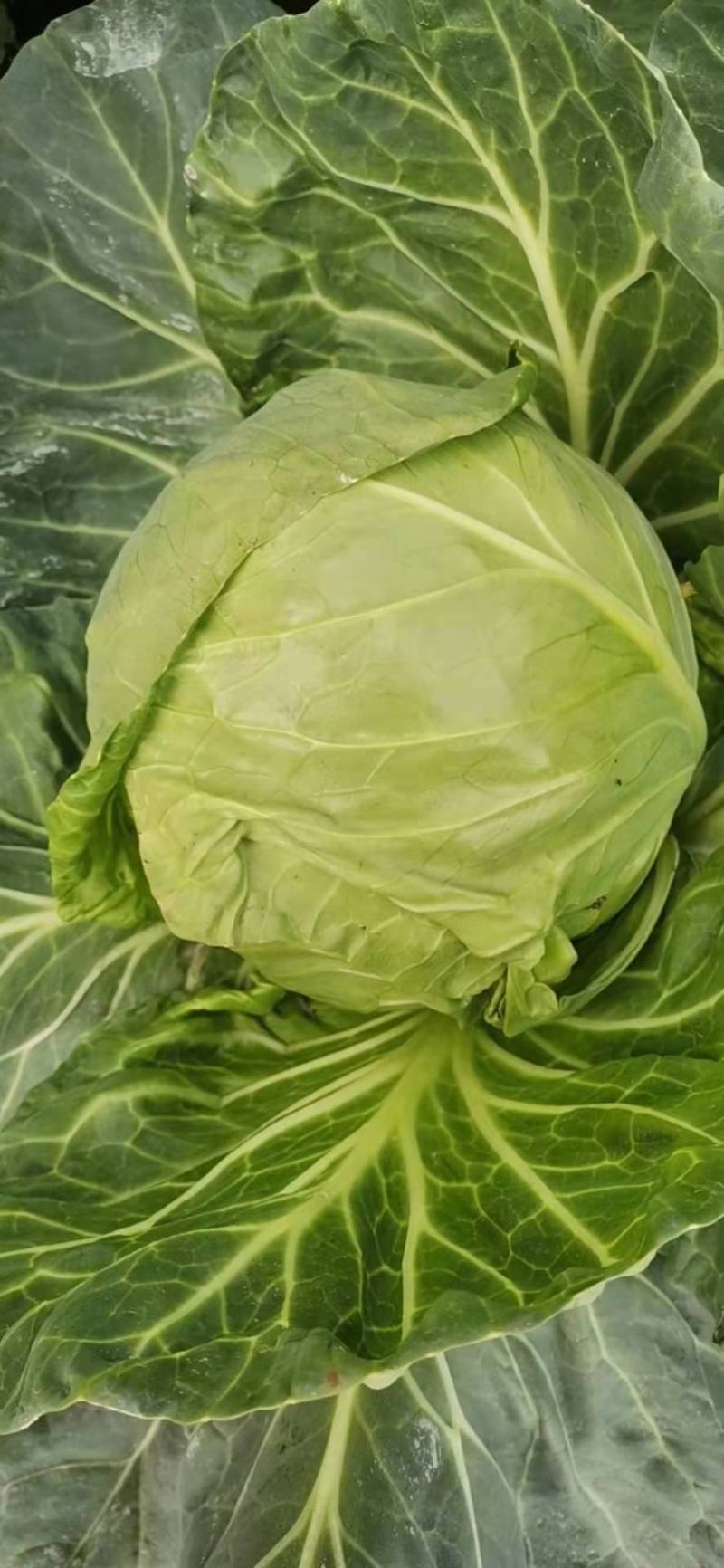 超级好牛心菜0.3元一斤