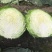 超级好牛心菜0.3元一斤