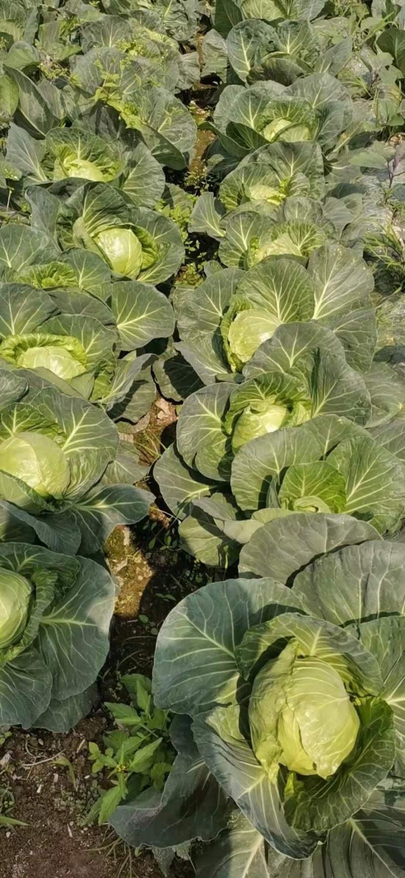 超级好牛心菜0.3元一斤