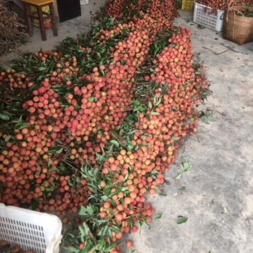 广东茂名荔枝即将大量上市，本人代办标价并非实价！需要联系