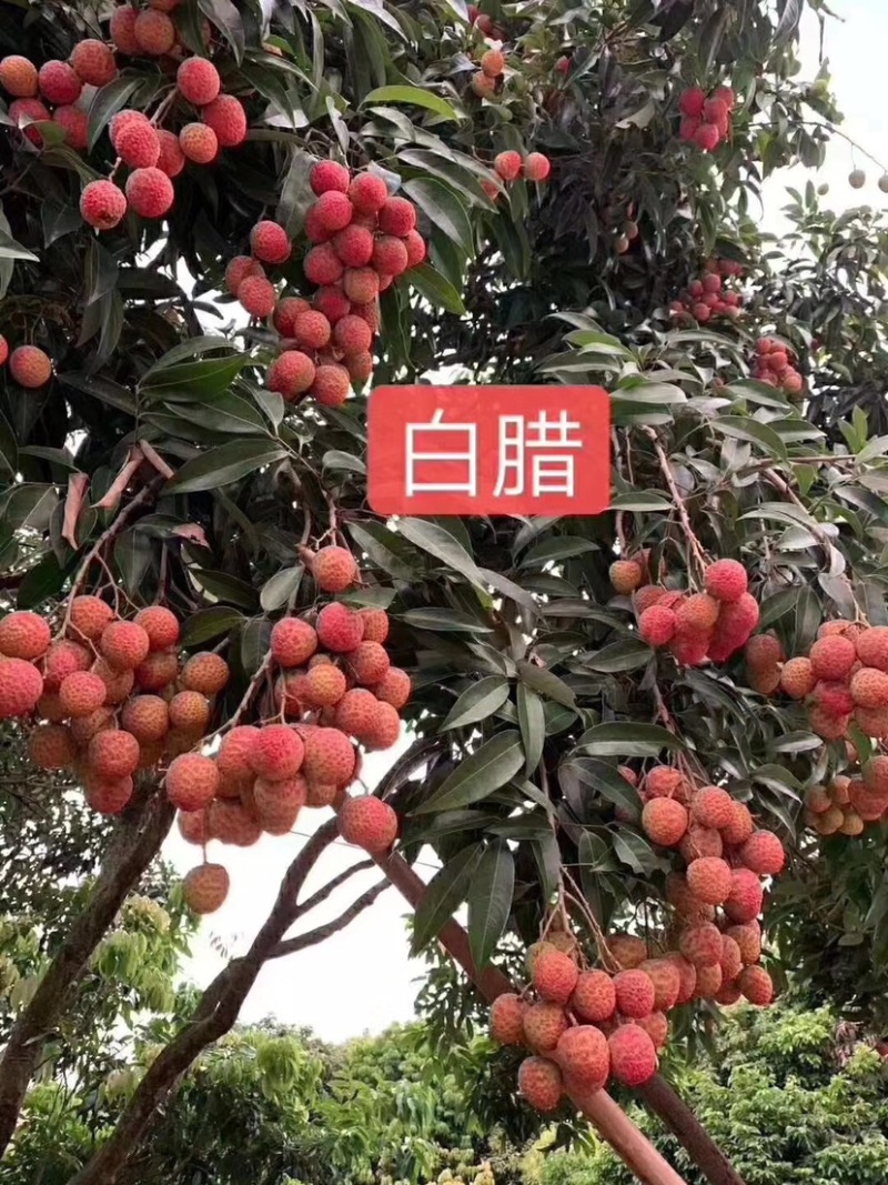 广东茂名荔枝即将大量上市，本人代办标价并非实价！需要联系