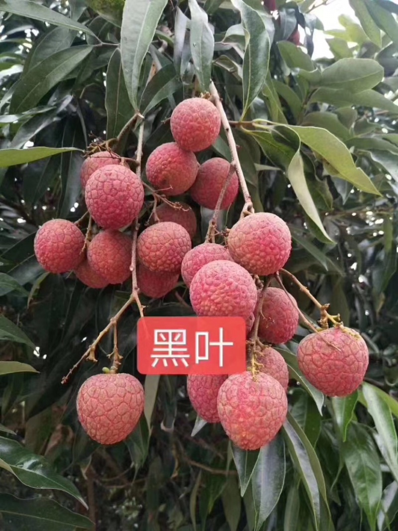 广东茂名荔枝即将大量上市，本人代办标价并非实价！需要联系