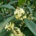 桂花树八月桂日香桂月桂流苏嫁接盆栽苗粗度2/3公分北方种