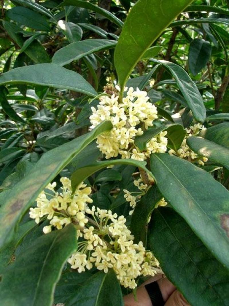 桂花树八月桂日香桂月桂流苏嫁接盆栽苗粗度2/3公分北方种