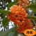 桂花树八月桂日香桂月桂流苏嫁接盆栽苗粗度2/3公分北方种
