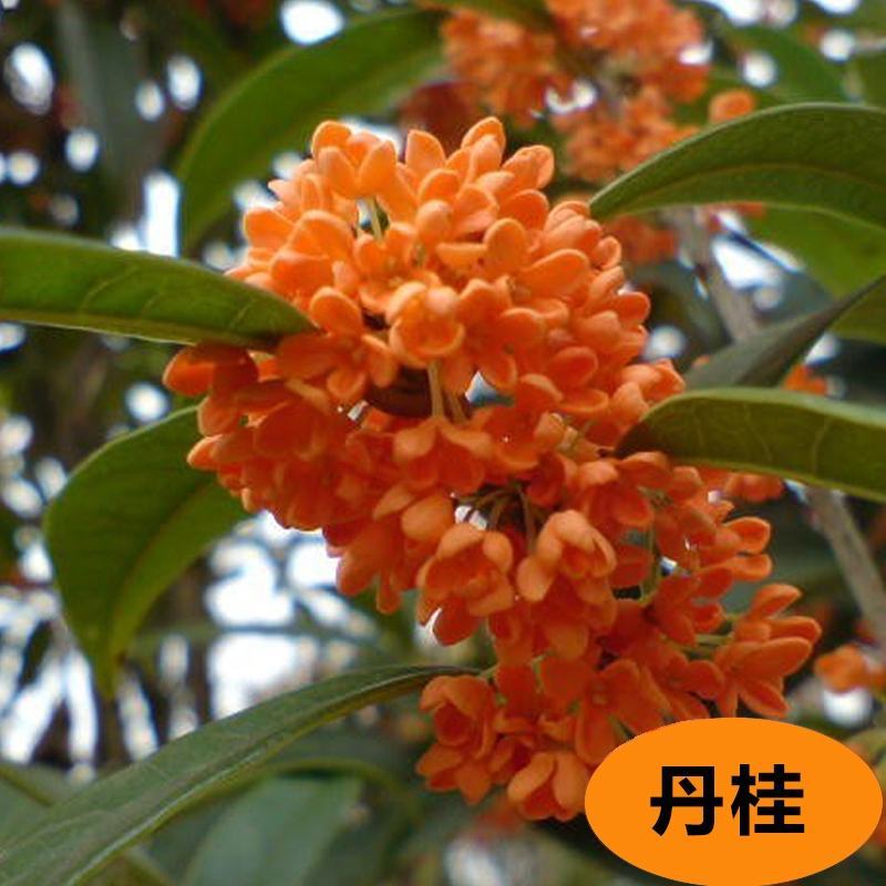桂花树八月桂日香桂月桂流苏嫁接盆栽苗粗度2/3公分北方种
