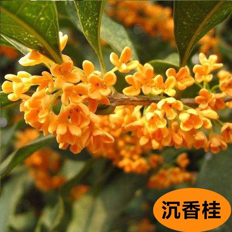 桂花树八月桂日香桂月桂流苏嫁接盆栽苗粗度2/3公分北方种