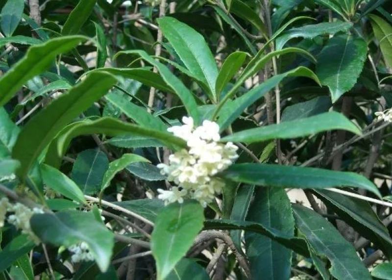 桂花树八月桂日香桂月桂流苏嫁接盆栽苗粗度2/3公分北方种