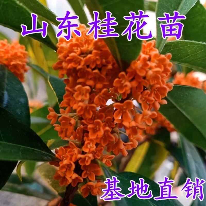 桂花树八月桂日香桂月桂流苏嫁接盆栽苗粗度2/3公分北方种