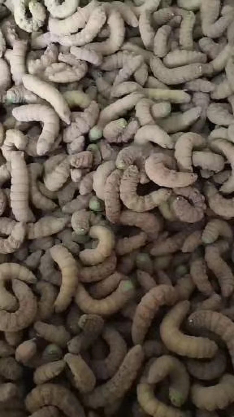 欢迎预订45-6-7-8月份的虫卵，专业养殖豆虫（豆丹）