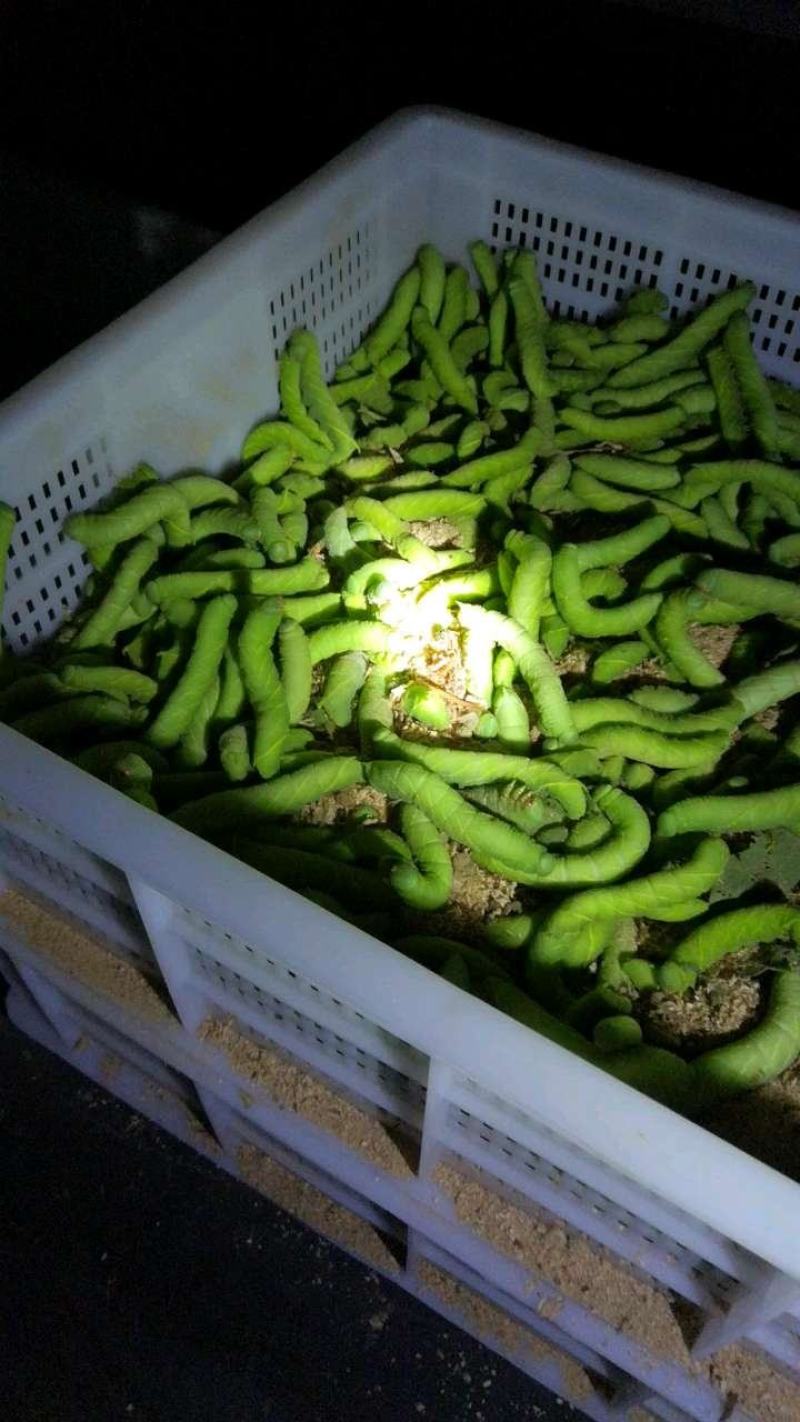 欢迎预订45-6-7-8月份的虫卵，专业养殖豆虫（豆丹）