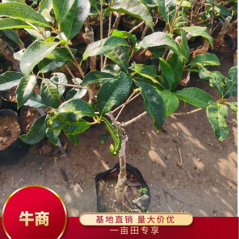 桂花树八月桂日香桂月桂流苏嫁接盆栽苗粗度2/3公分北方种