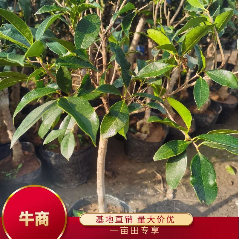 桂花树八月桂日香桂月桂流苏嫁接盆栽苗粗度2/3公分北方种