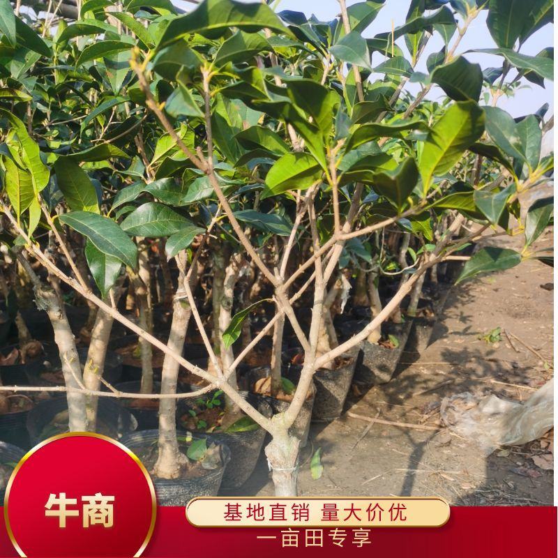 桂花树八月桂日香桂月桂流苏嫁接盆栽苗粗度2/3公分北方种