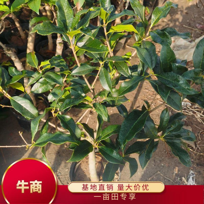 桂花树八月桂日香桂月桂流苏嫁接盆栽苗粗度2/3公分北方种
