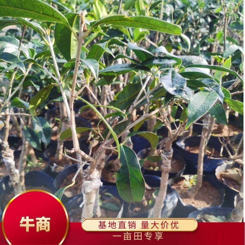 桂花树八月桂日香桂月桂流苏嫁接盆栽苗粗度2/3公分北方种
