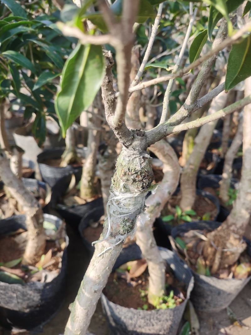 桂花树八月桂日香桂月桂流苏嫁接盆栽苗粗度2/3公分北方种