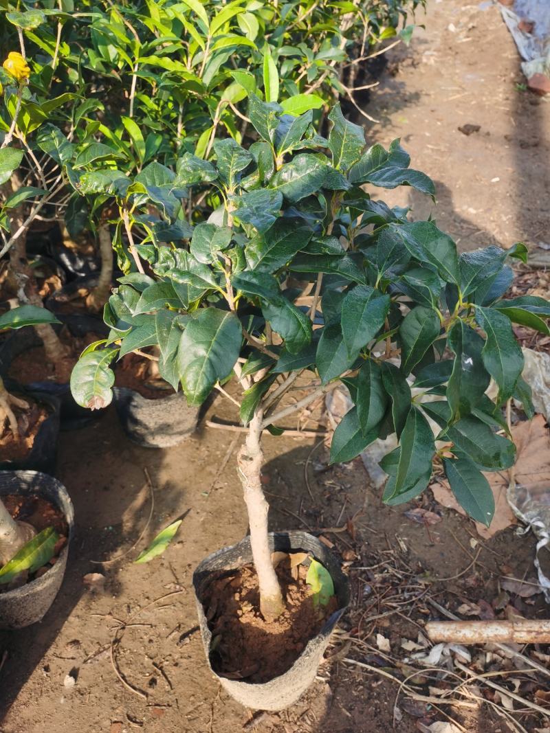 桂花树八月桂日香桂月桂流苏嫁接盆栽苗粗度2/3公分北方种