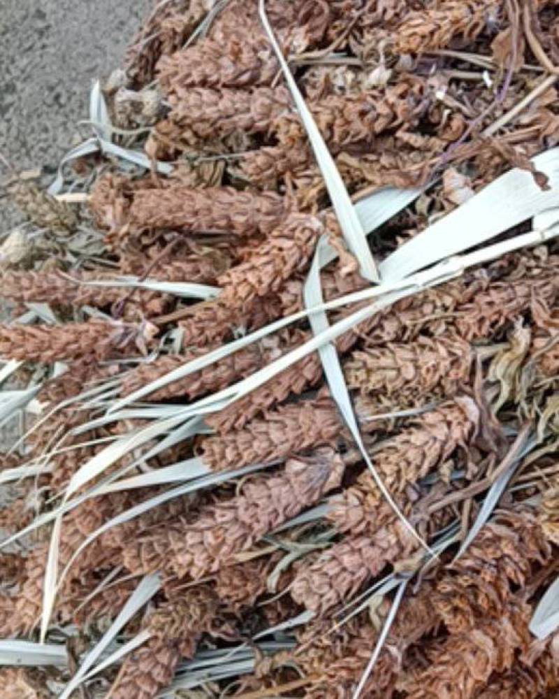 夏枯球夏枯草基地手剪人工种植
