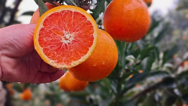 红橙，血橙，伦晚产地大量供应。果园看货现订现摘。