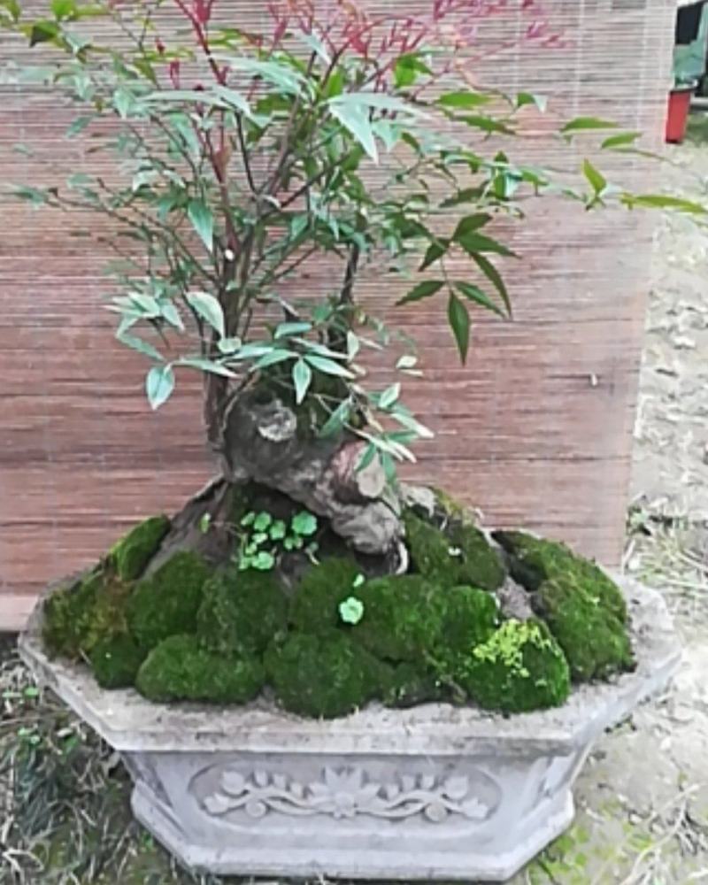 南天竹！南天竹！南天竹，南天竹老桩地景，庭院地景自然形！