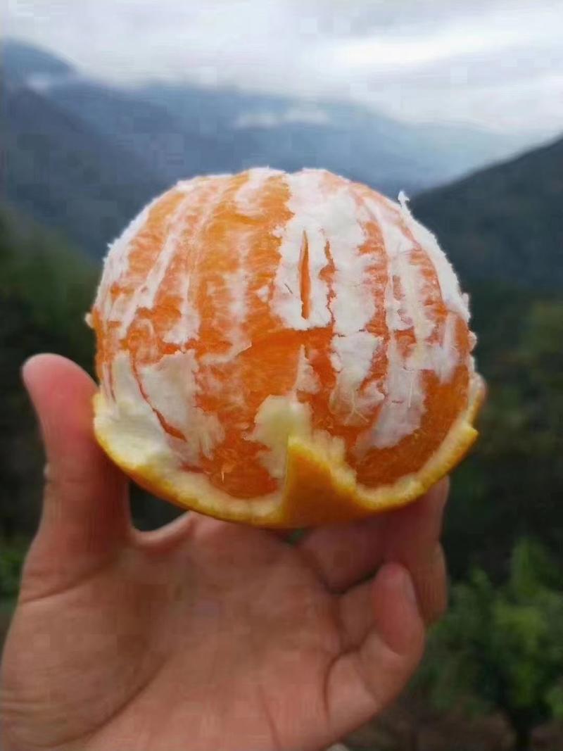 秭归九月红果冻橙纽荷尔，长虹血橙伦晚自家果园无中间商。