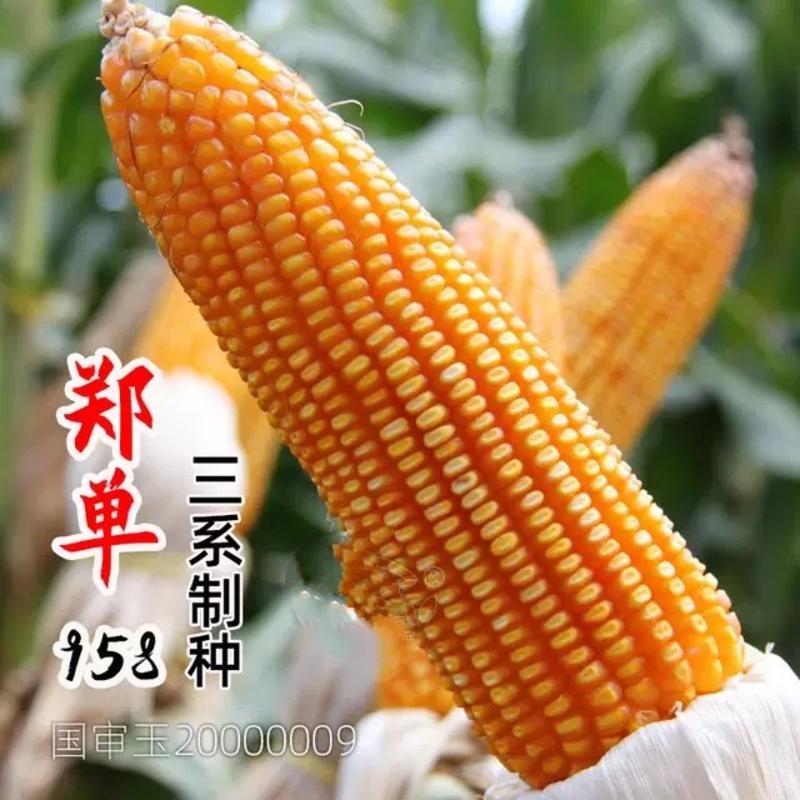DH~郑单958玉米抗病抗倒稳产丰产适应性强籽粒饱满。