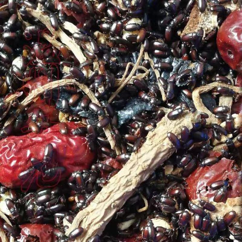 九龙虫活体成虫药用长寿虫洋虫正宗精选量大从优