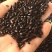 九龙虫活体成虫药用长寿虫洋虫正宗精选量大从优
