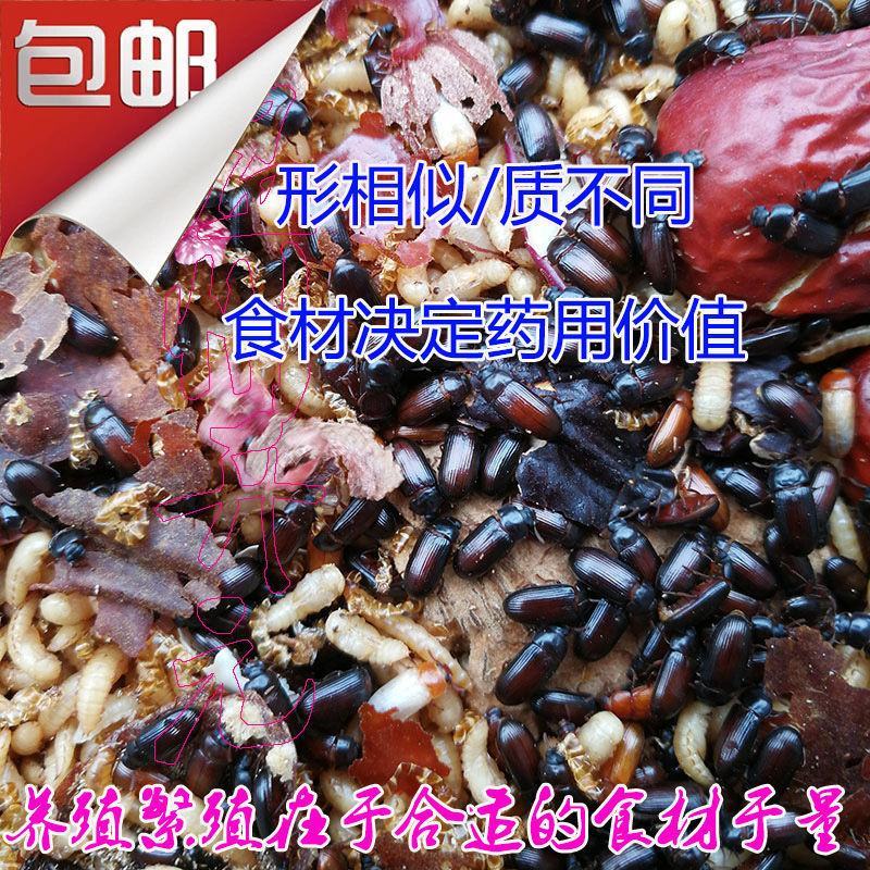 九龙虫活体成虫药用长寿虫洋虫正宗精选量大从优