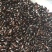 九龙虫活体成虫药用长寿虫洋虫正宗精选量大从优