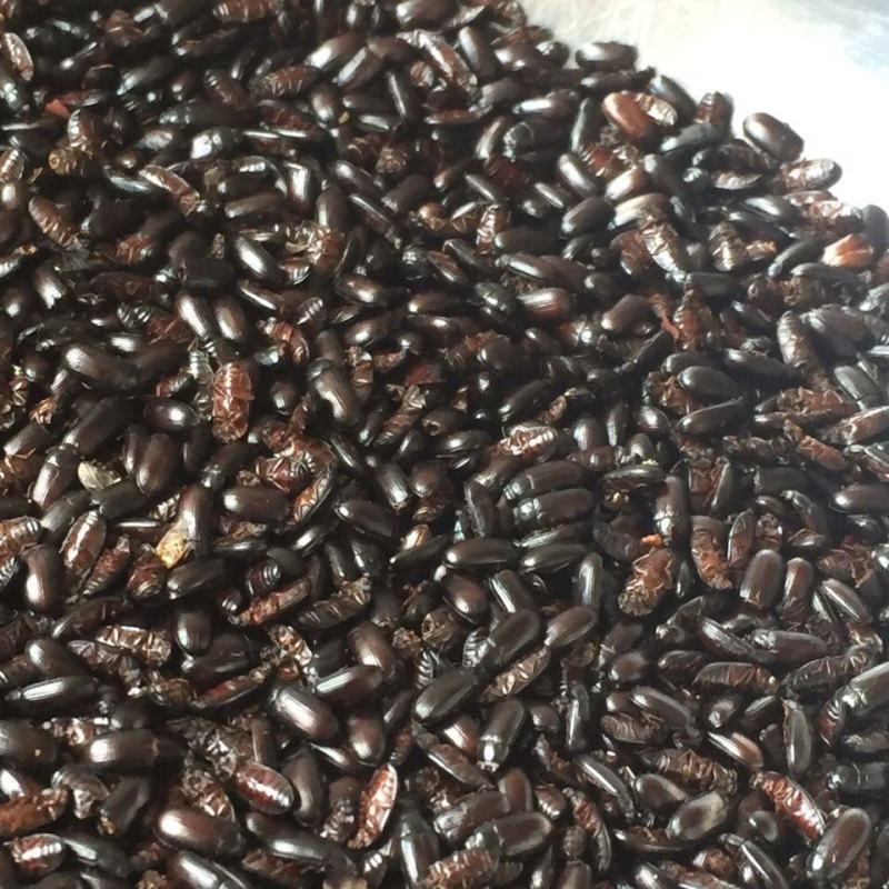 九龙虫活体成虫药用长寿虫洋虫正宗精选量大从优